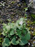 genus Campanula. Цветущее растение. Германия, г. Essen, Grugapark. 29.09.2013.