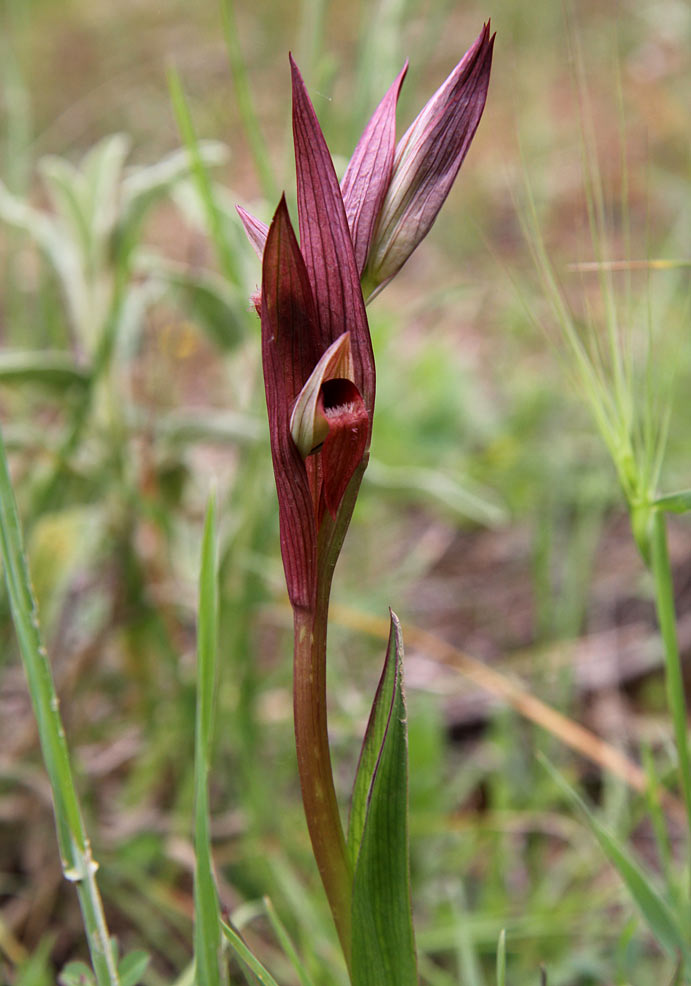 Image of Serapias bergonii specimen.