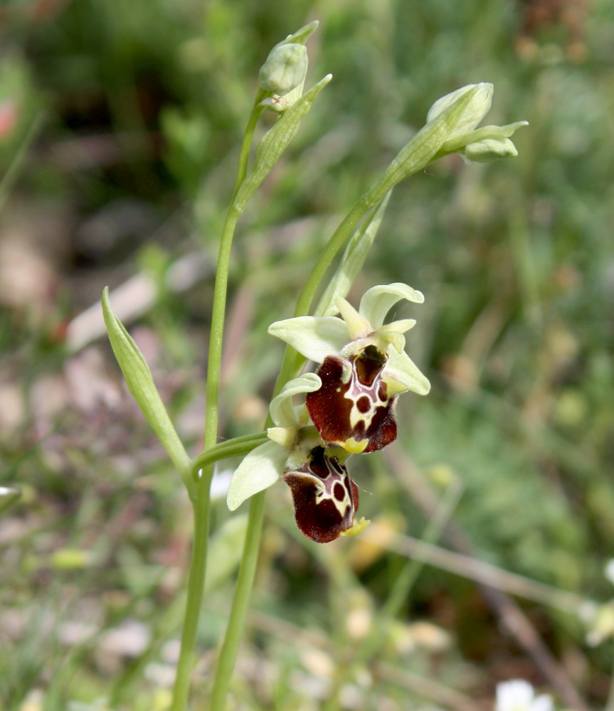 Image of Ophrys fuciflora ssp. untchjii specimen.