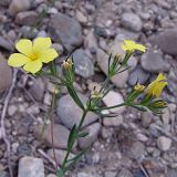 Linum nodiflorum