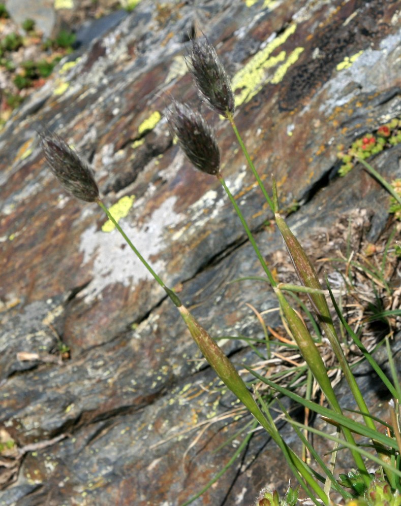 Image of genus Alopecurus specimen.