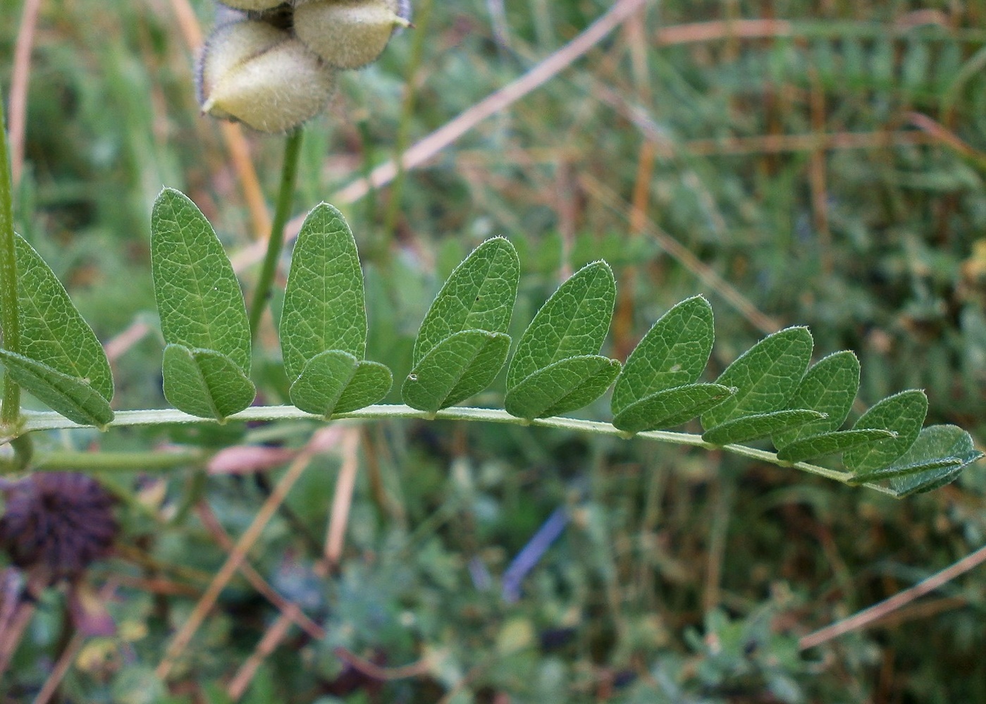 Изображение особи Astragalus cicer.