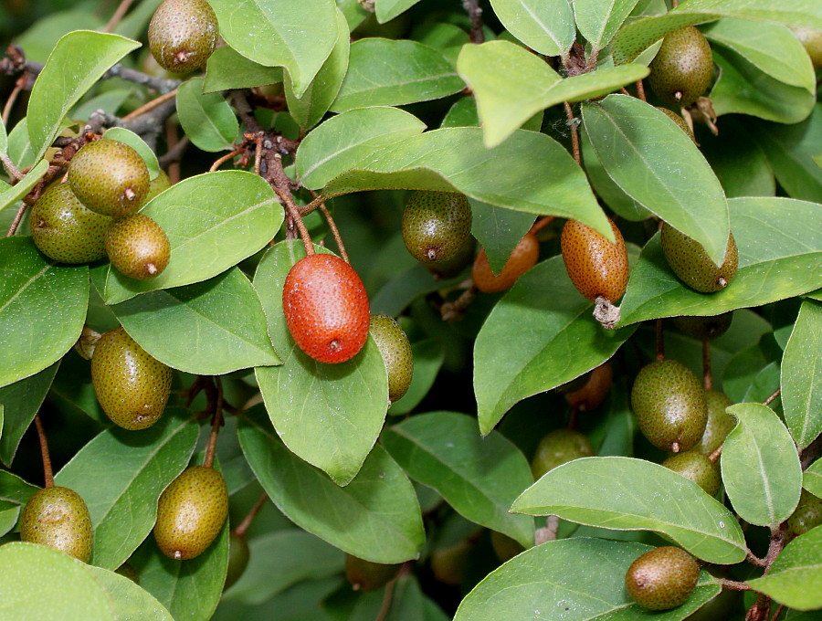 Изображение особи Elaeagnus multiflora.