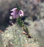 Calluna vulgaris. Карликовое цветущее растение. Архангельская обл., Приморский р-н, ур. Куртяево, гряда на верховом болоте. 14.08.2014.