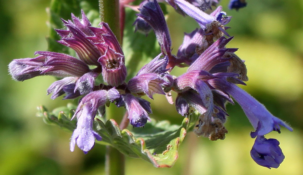 Изображение особи Nepeta grandiflora.