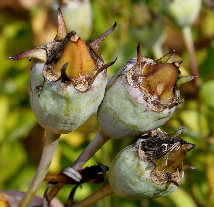 Image of Platycodon grandiflorus specimen.