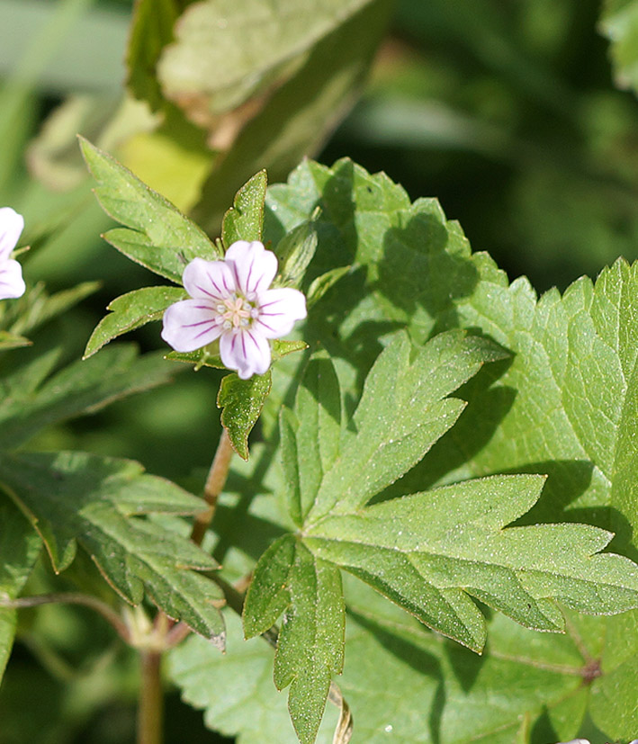 Image of Geranium sibiricum specimen.