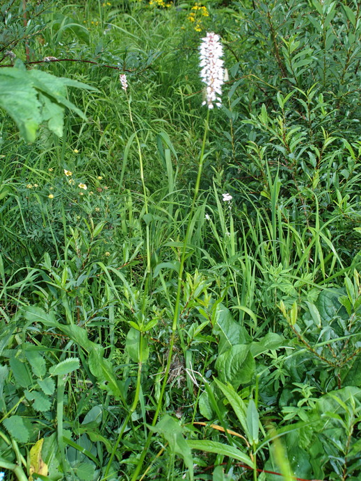 Image of Bistorta officinalis specimen.