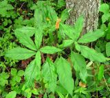 Arisaema peninsulae