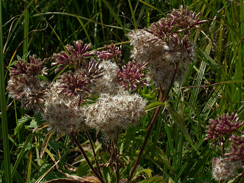 Image of Eupatorium cannabinum specimen.