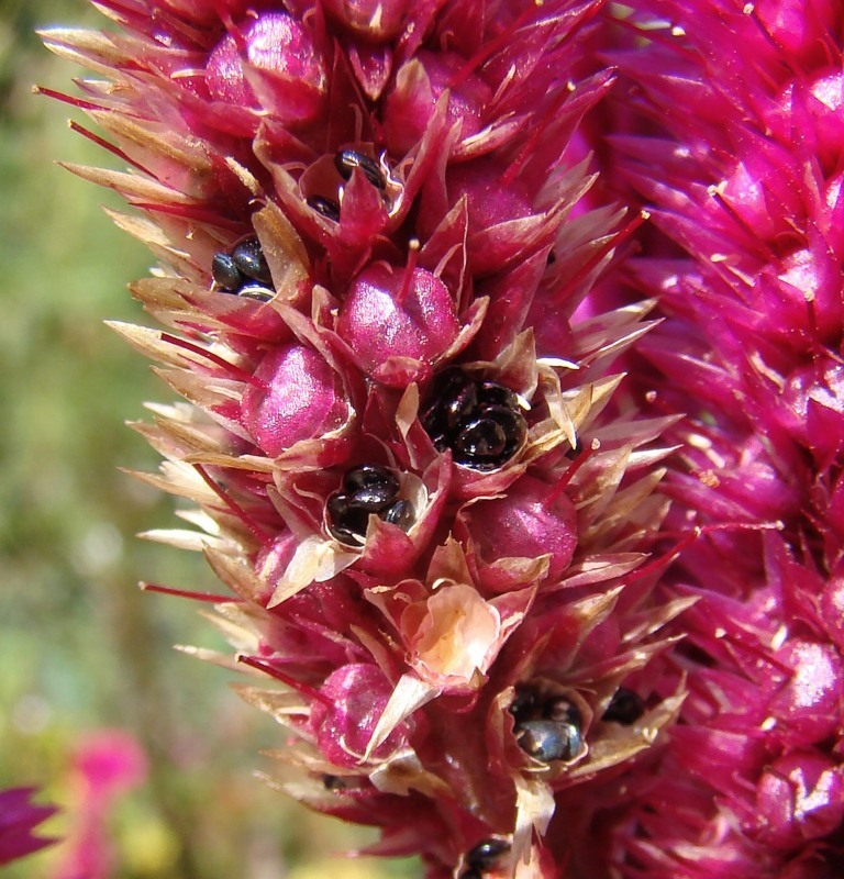 Image of Celosia argentea specimen.