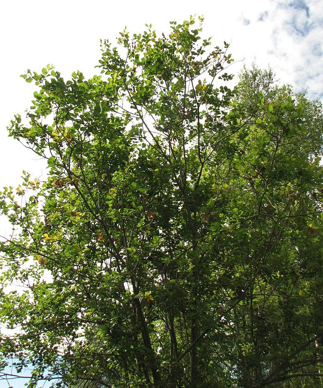 Image of Salix pyrolifolia specimen.