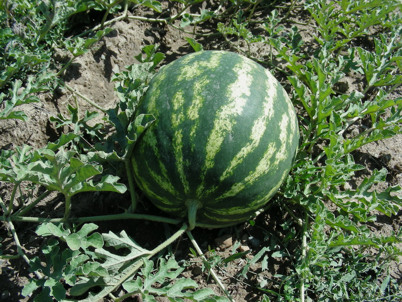 Image of Citrullus lanatus specimen.