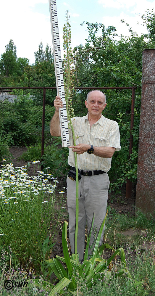 Image of Eremurus robustus specimen.