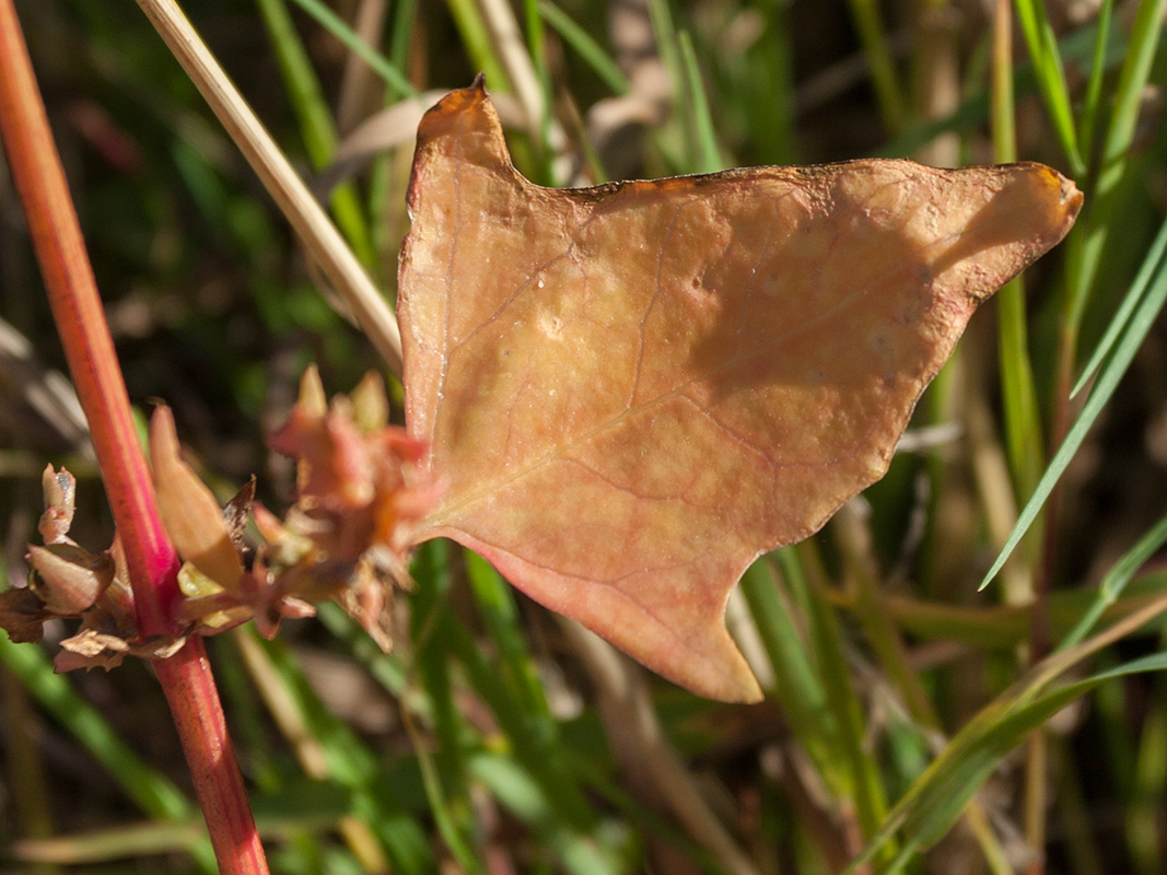 Image of Atriplex glabriuscula specimen.