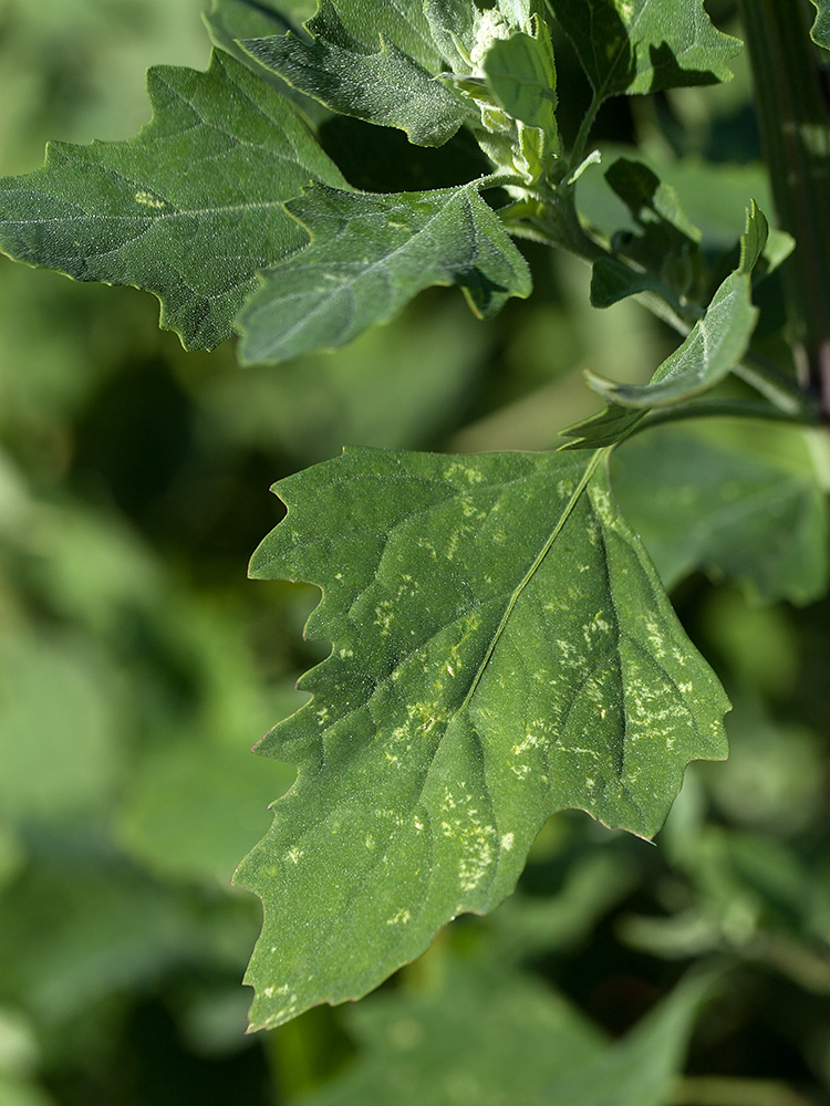 Изображение особи Chenopodium album.