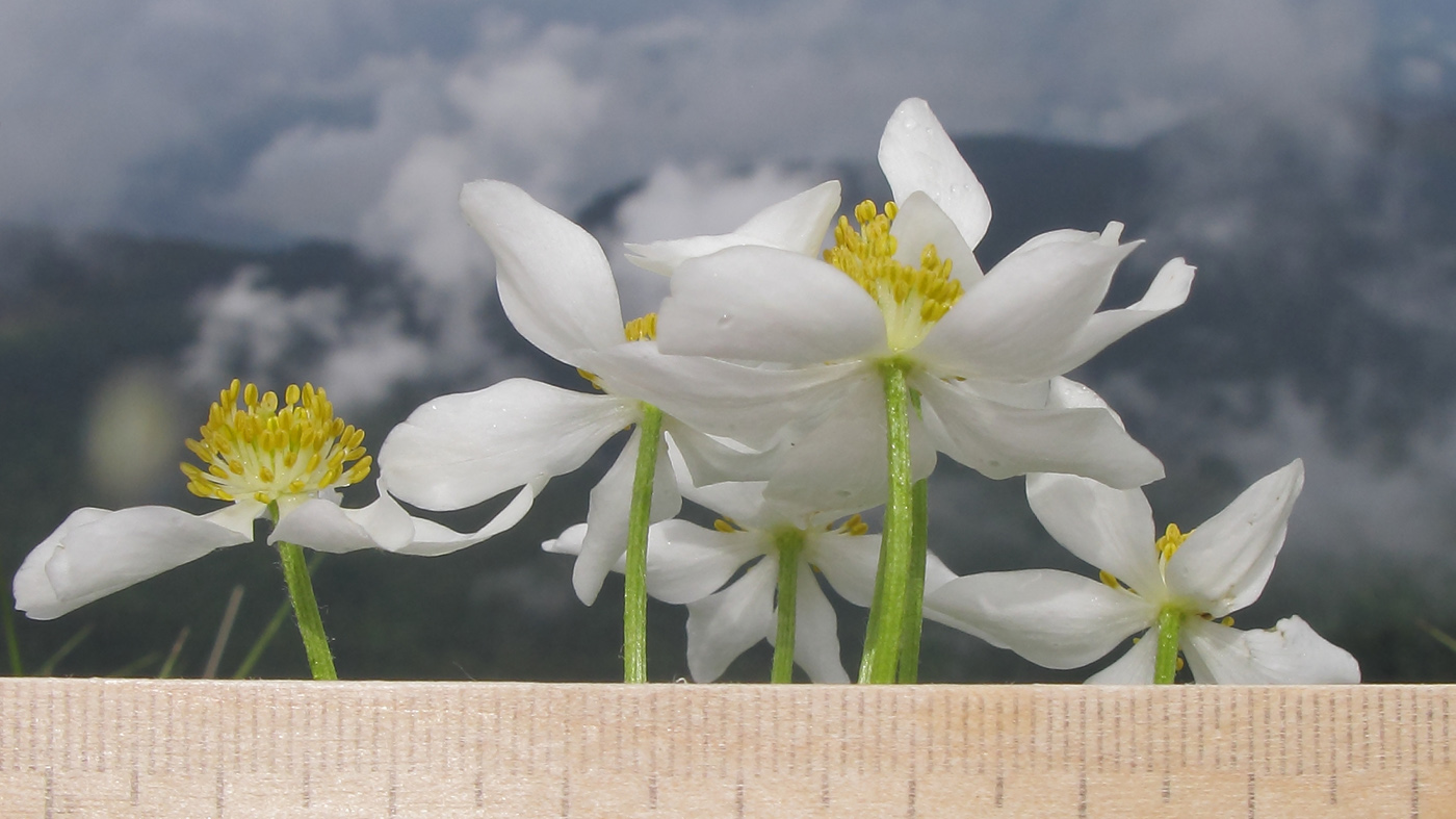 Image of Anemonastrum fasciculatum specimen.