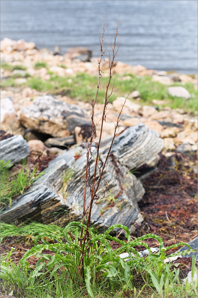 Image of Rumex pseudonatronatus specimen.