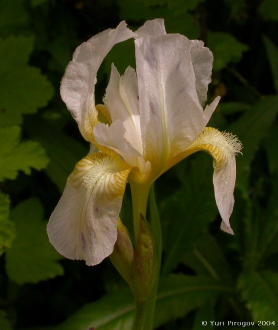 Image of Iris aphylla specimen.