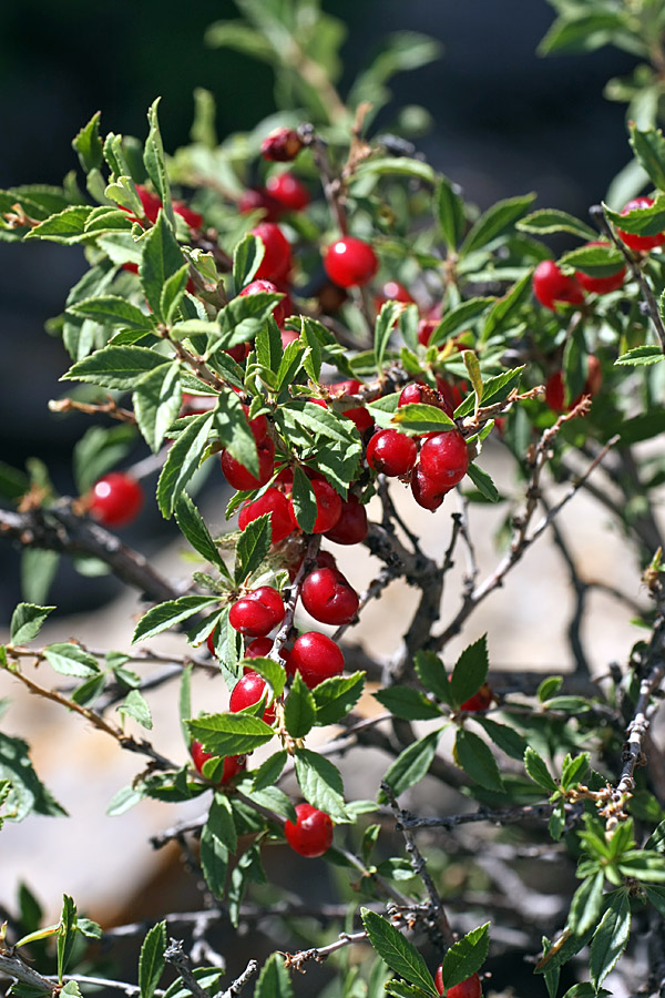 Image of Cerasus tianshanica specimen.