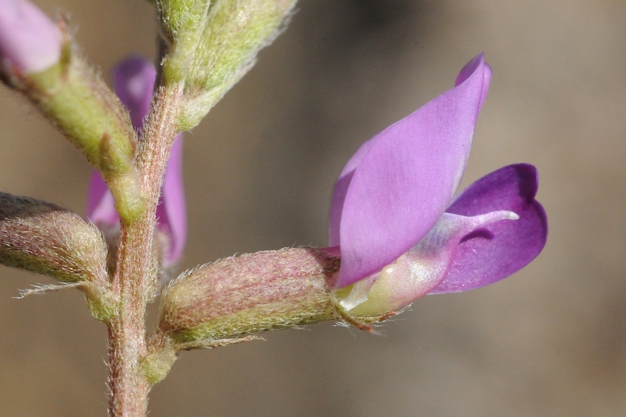 Изображение особи Oxytropis almaatensis.