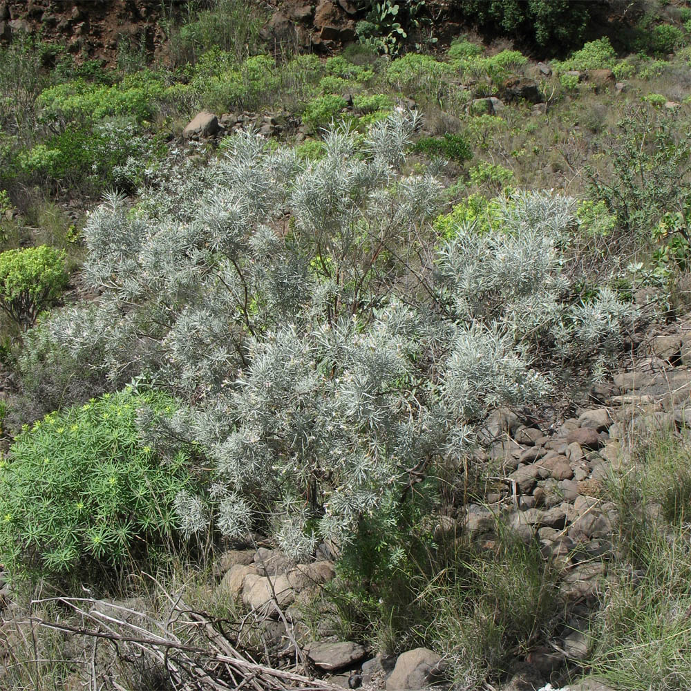 Image of Parolinia platypetala specimen.