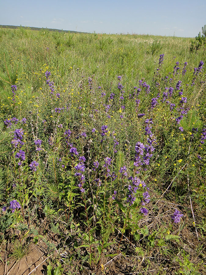 Изображение особи Campanula glomerata.