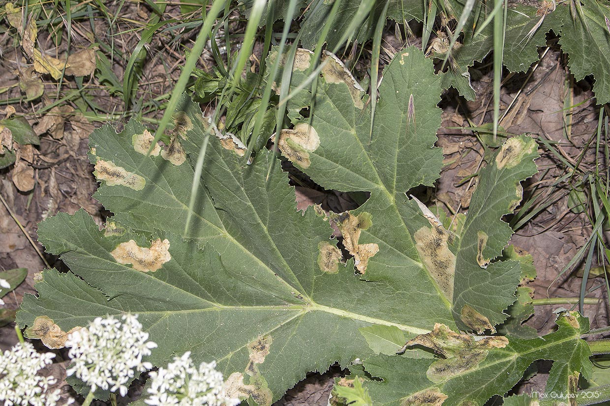 Изображение особи Heracleum stevenii.