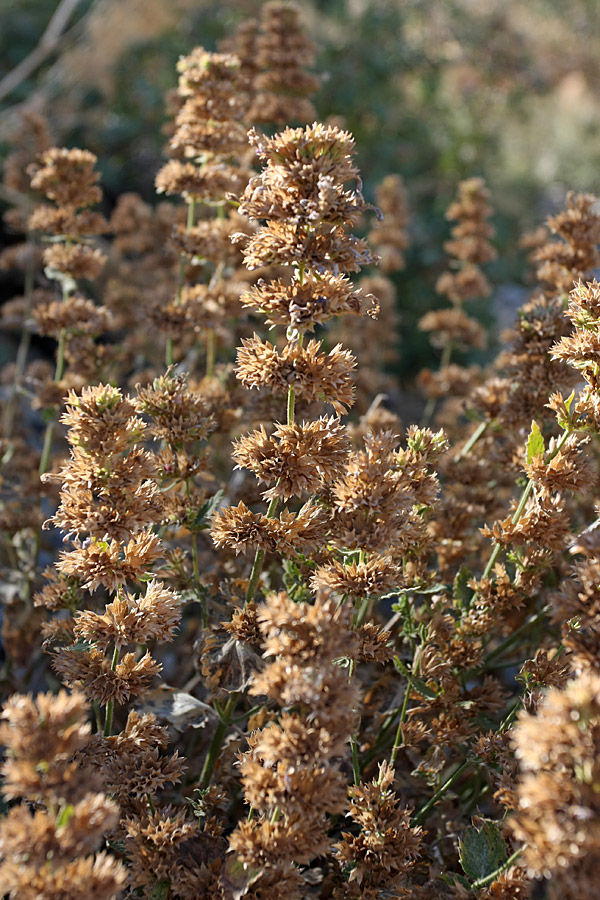 Image of familia Lamiaceae specimen.