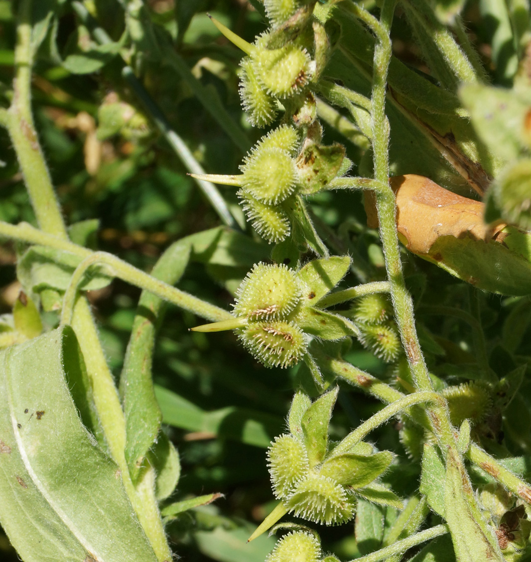 Image of Cynoglossum officinale specimen.