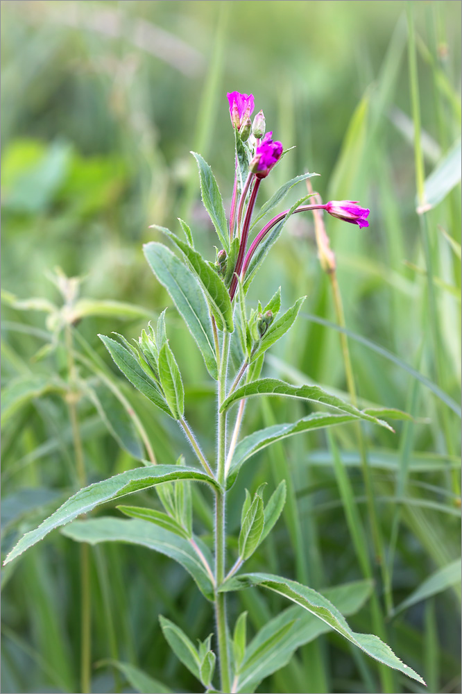 Image of Epilobium hirsutum specimen.