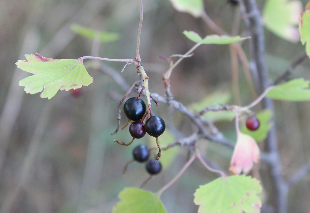 Image of Ribes aureum specimen.