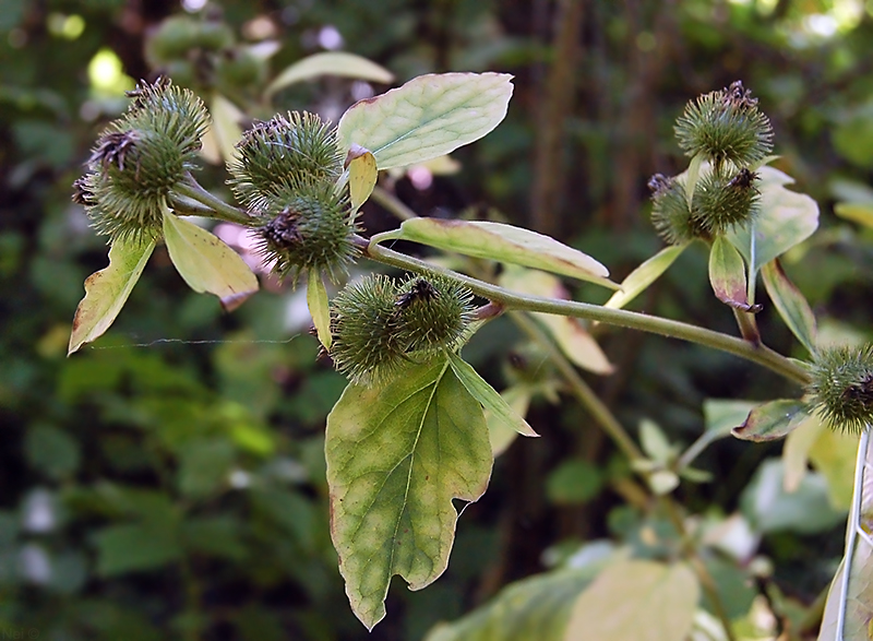 Image of Arctium minus specimen.