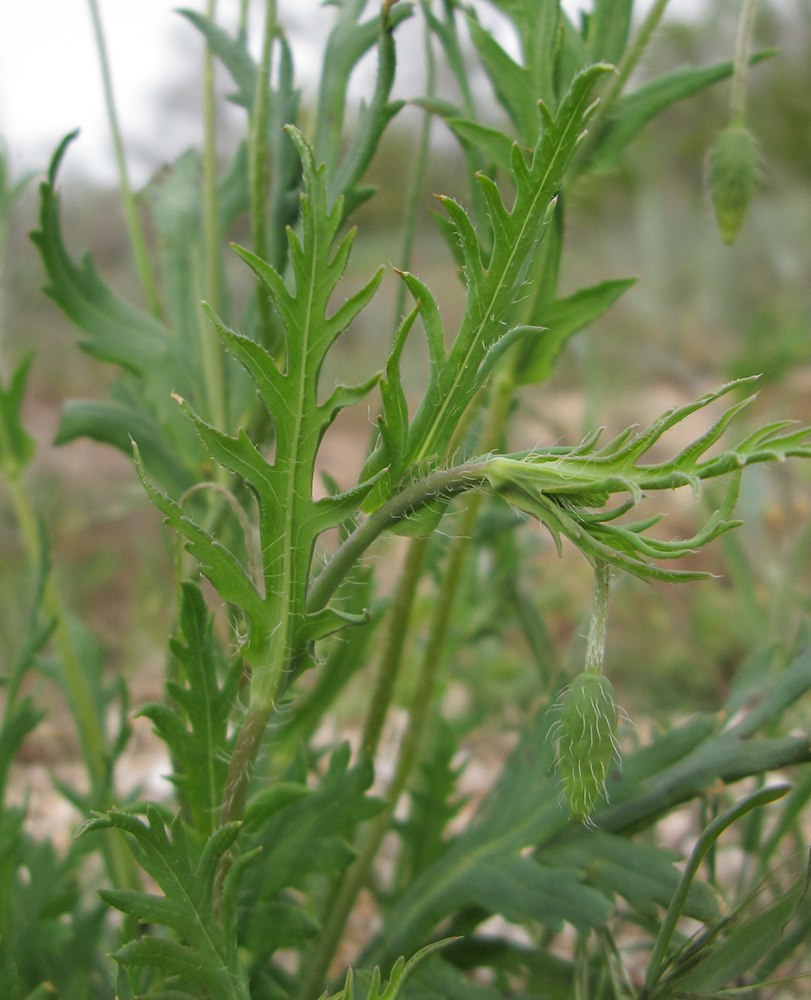 Image of Papaver laevigatum specimen.