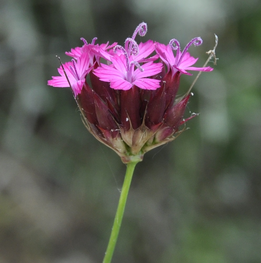 Изображение особи Dianthus cruentus.