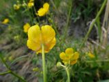 genus Ranunculus. Цветки (вид со стороны чашечки). Иркутская обл., Иркутский р-н, дер. Позднякова, луг. 12.06.2016.