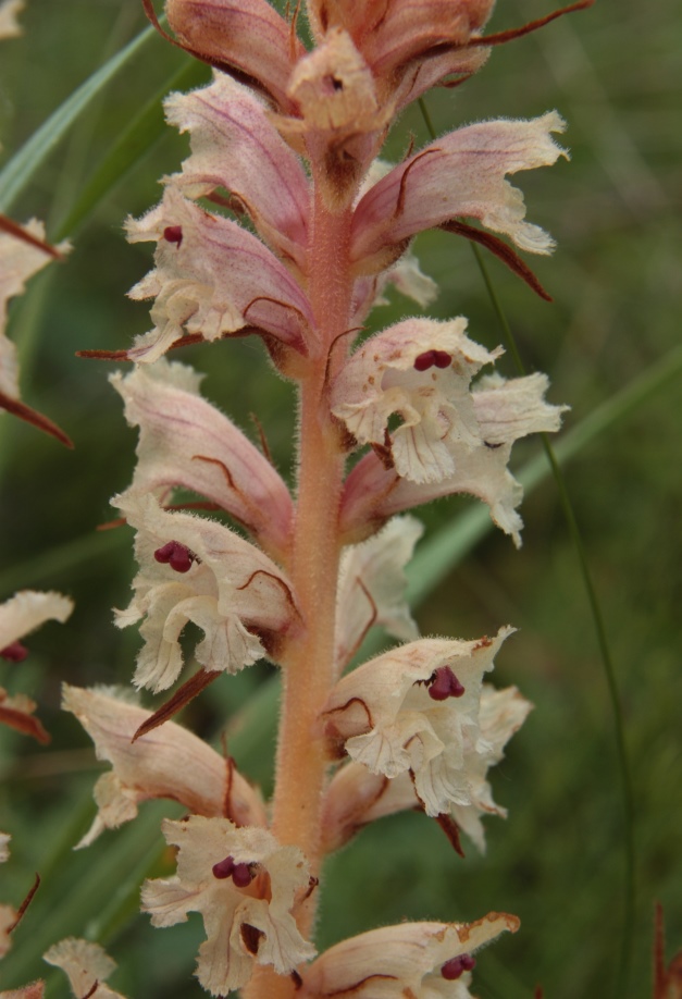 Image of Orobanche alba specimen.