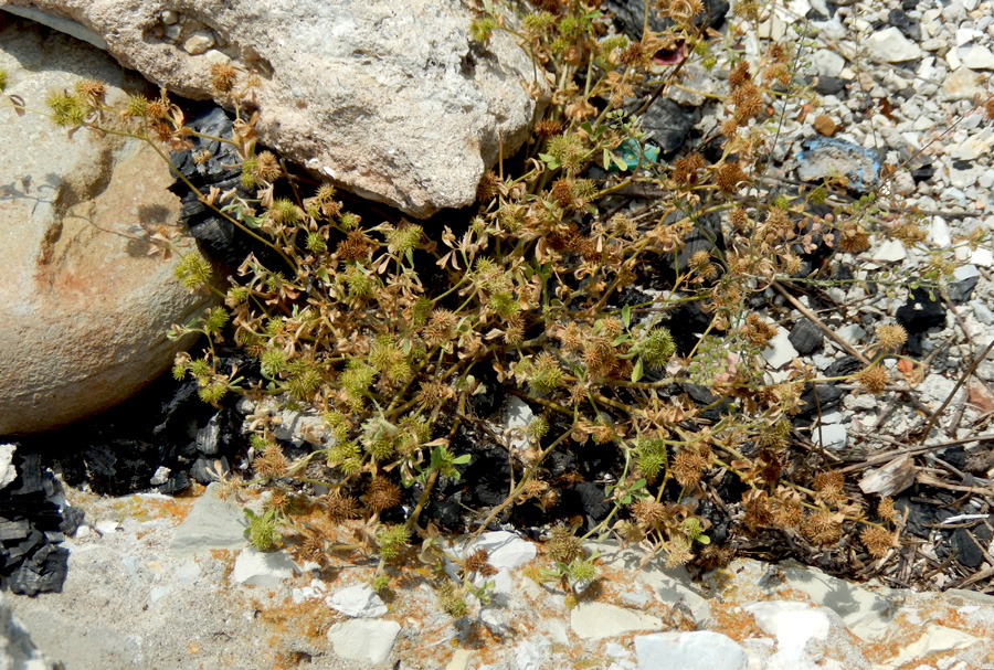 Image of Medicago minima specimen.