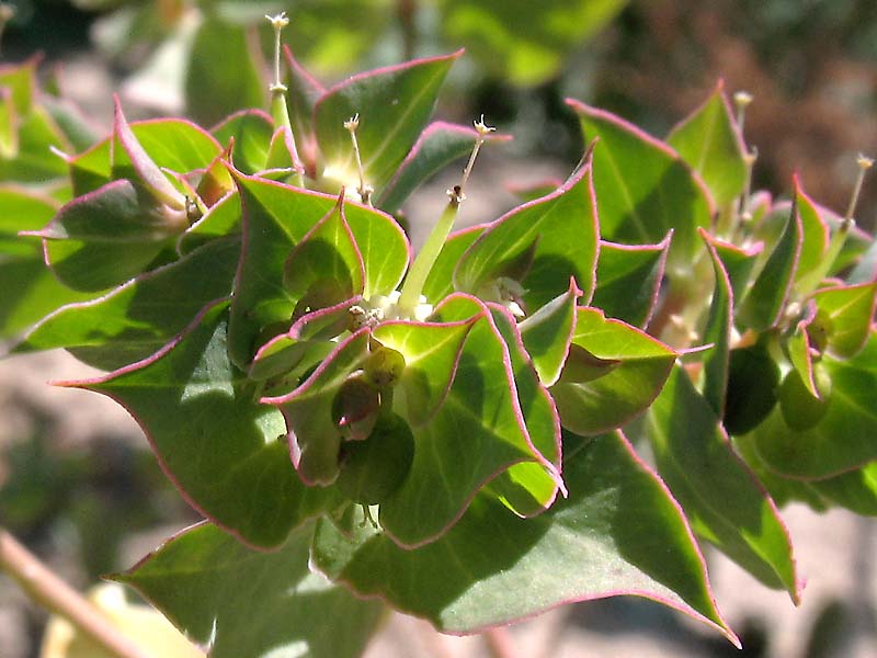 Изображение особи Euphorbia falcata.