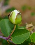 Capparis zoharyi