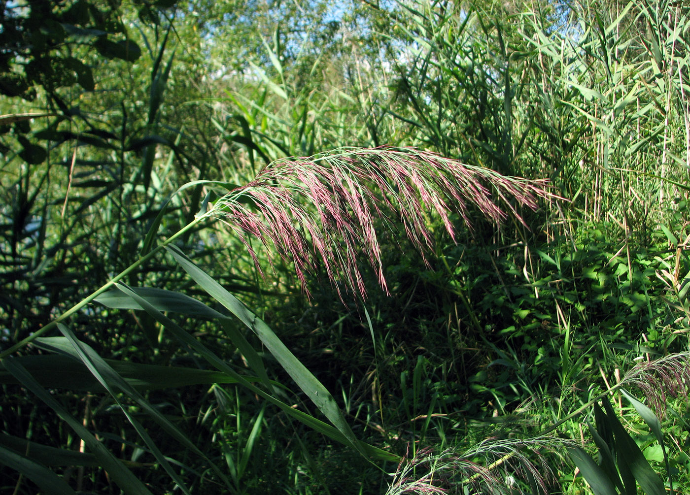 Image of Phragmites australis specimen.