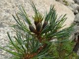 Pinus koraiensis. Верхушка ветви с молодыми шишками. Приморье, Партизанский р-н, на скалах морского побережья. 10.07.2016.