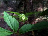 Anemone reflexa