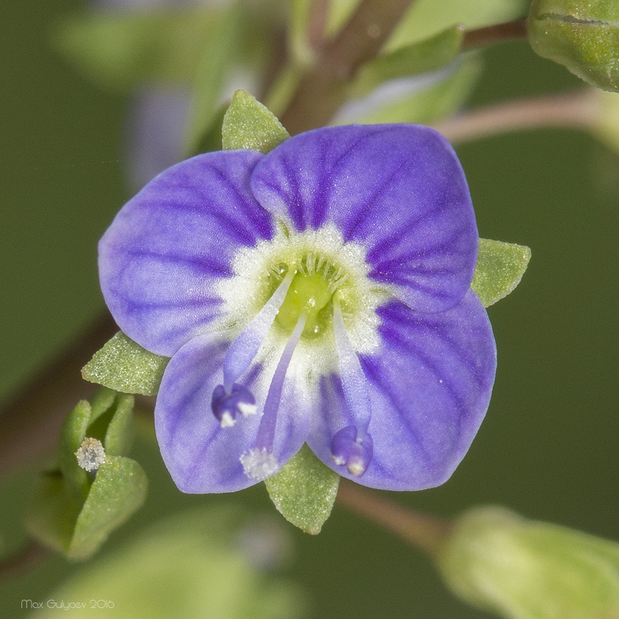 Image of Veronica anagallis-aquatica specimen.