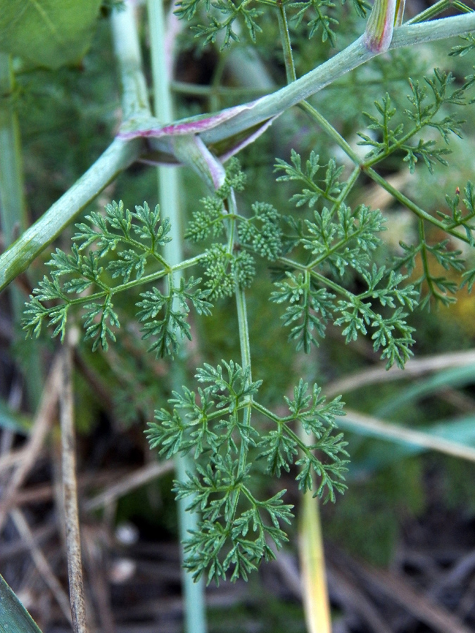 Image of Astrodaucus littoralis specimen.