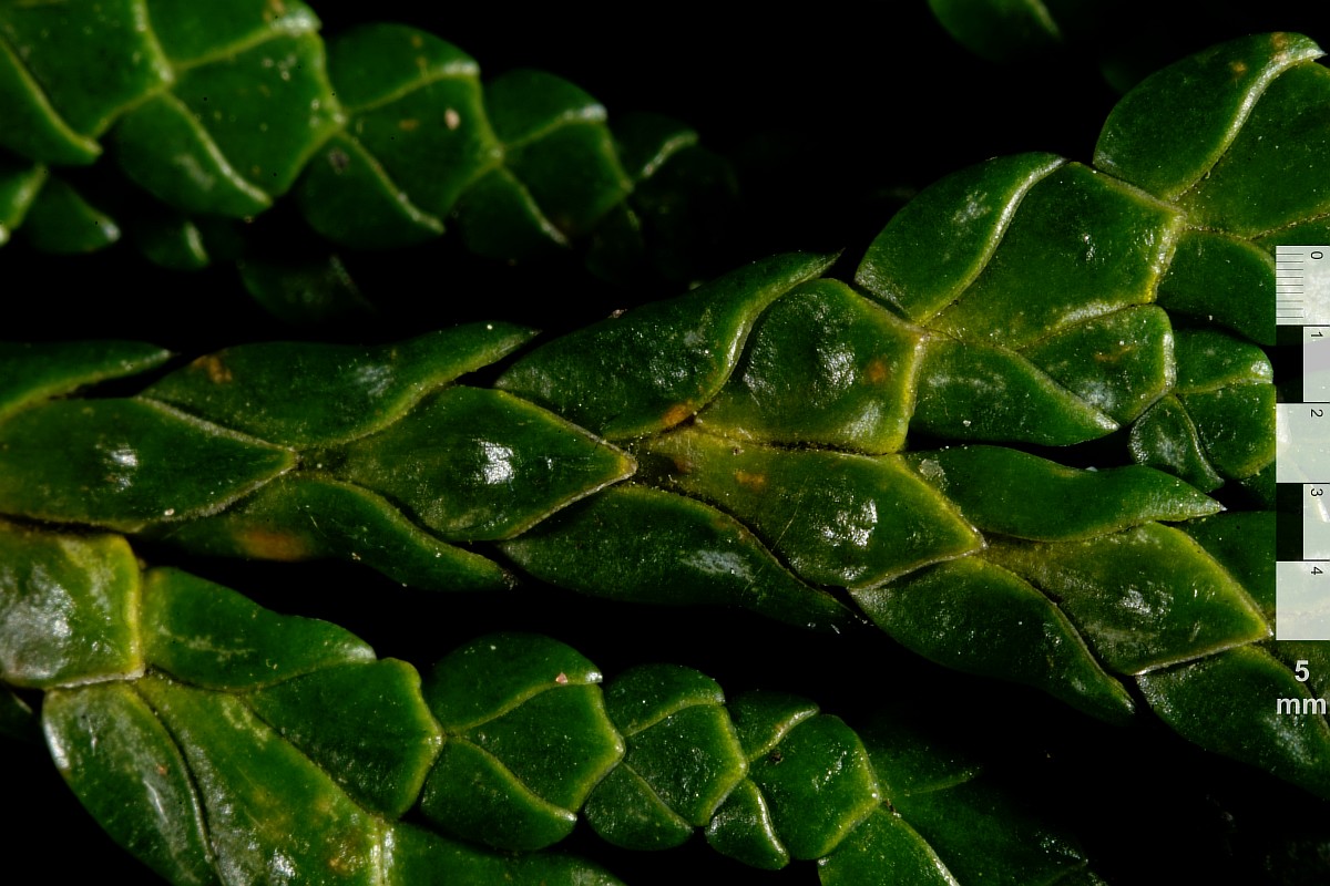 Изображение особи Thuja koraiensis.