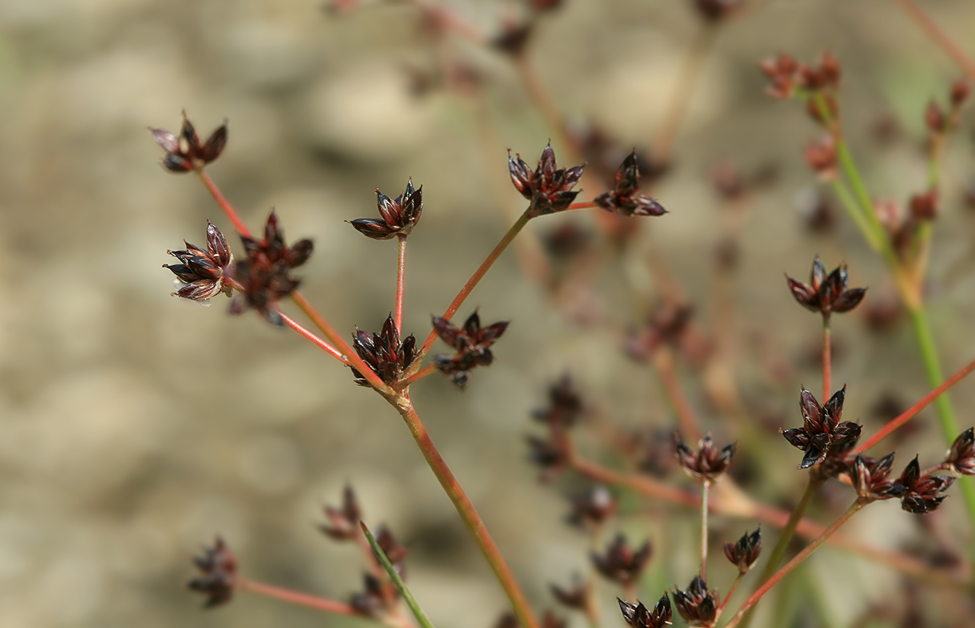 Изображение особи Juncus turczaninowii.