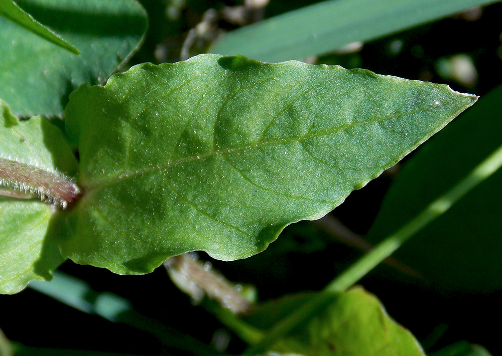 Image of Myosoton aquaticum specimen.