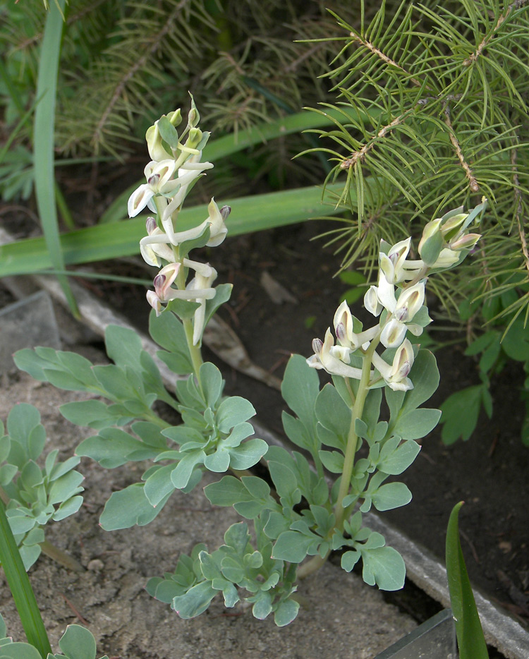 Изображение особи Corydalis maracandica.