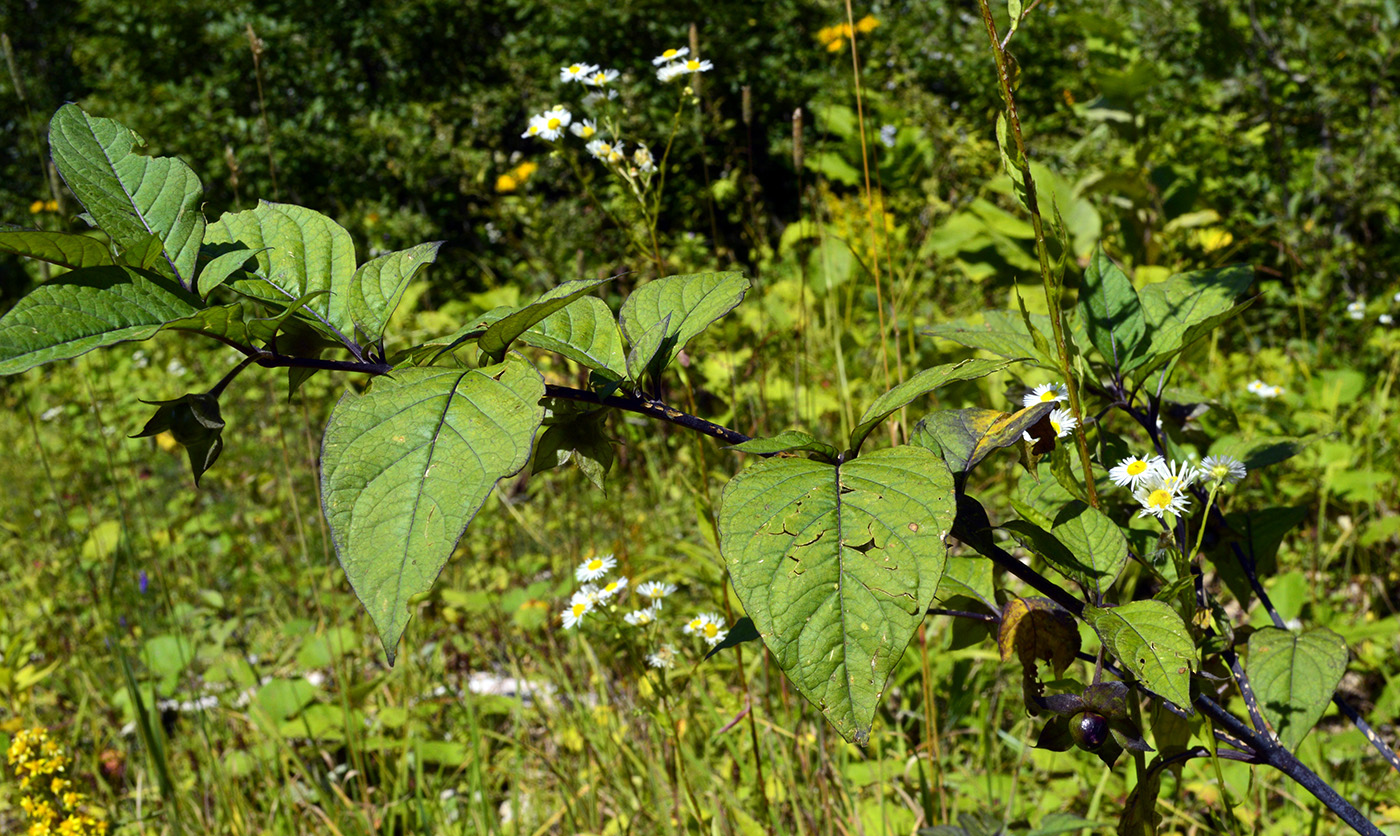 Изображение особи Atropa caucasica.